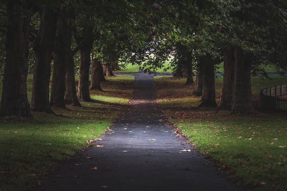 A straight footpath running through a park lined on both sides by mature trees with thick trunks and dense green foliage, creating a canopy overhead. The pathway is paved with dark asphalt and scattered with fallen leaves, leading towards a brighter area in the distance. The surrounding grass is lush and well-maintained, and there is soft ambient lighting that highlights the natural environment. On the right side, there is a small wooden fence partially visible, while on the left, the trees cast shadows onto the pathway. The scene depicts an outdoor setting suitable for leisurely walks or moving activities involving the transportation of boxes and furniture from one area to another, as part of a home relocation process with professional removals provided by Man and Van Southgate, who specialise in house moving and furniture transport services.
